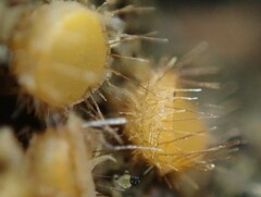 Cheilymenia stercorea