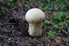 Lycoperdon excipuliforme