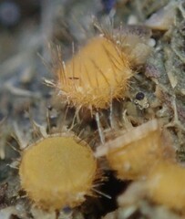 Cheilymenia stercorea