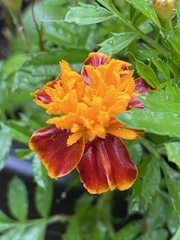 Tagetes patula