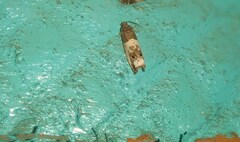 Notocelia rosaecolana