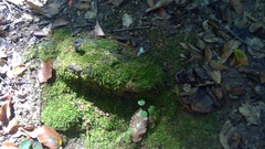 Rhynchostegium confertum