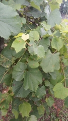 Vitis vinifera