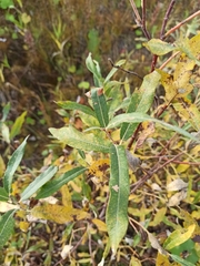 Salix gmelinii