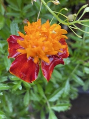 Tagetes patula