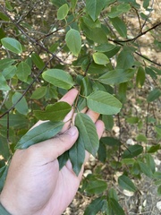 Frangula californica