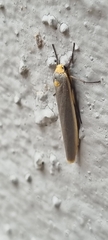 Sozusa scutellata