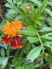 Tagetes patula