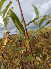 Salix gmelinii