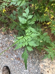 Bidens bipinnata
