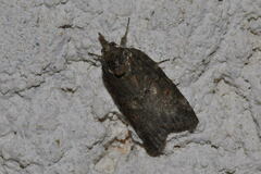 Nycteola