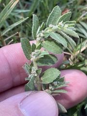 Euphorbia stictospora