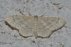 Idaea deversaria