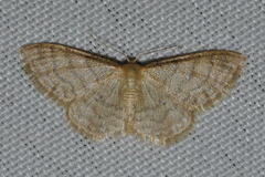 Idaea dilutaria