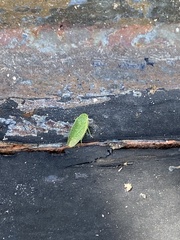 Rugosana querci