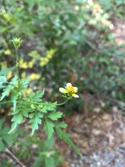 Bidens bipinnata