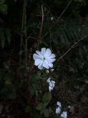 Behenantha