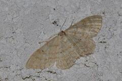 Idaea straminata