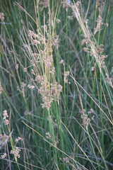 Juncus littoralis