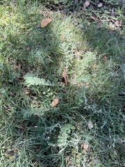 Euphorbia stictospora