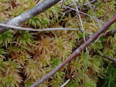 Sphagnum palustre