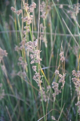 Juncus littoralis