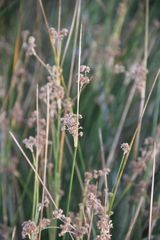 Juncus littoralis