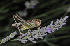 Platycleis albopunctata