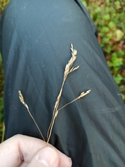 Festuca rubra
