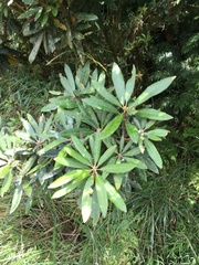 Rhododendron formosanum