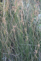 Juncus littoralis