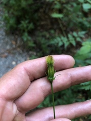Bidens bipinnata