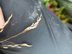 Festuca rubra