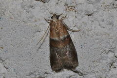 Acrobasis repandana