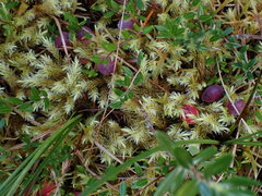 Aulacomnium palustre