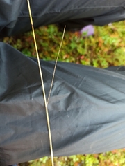 Festuca rubra