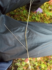 Festuca rubra