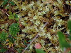 Aulacomnium palustre