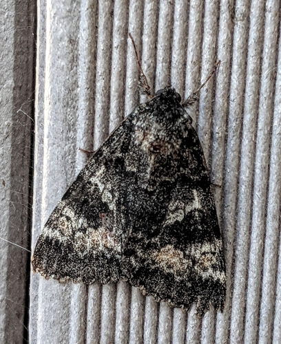 Briseis Underwing Moth