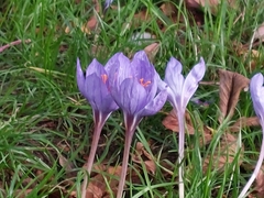 Crocus