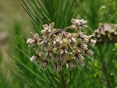 Asclepias linaria