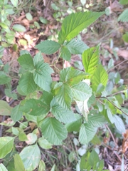 Rubus flagellaris
