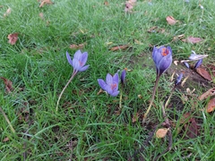 Crocus