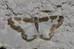 Lomaspilis marginata