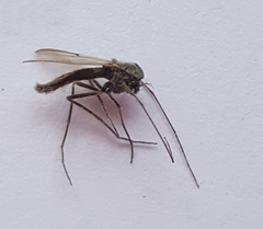 Chironomoidea
