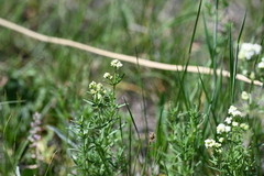 Galium boreale