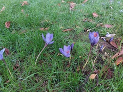 Crocus