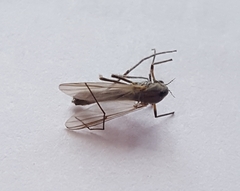 Chironomoidea