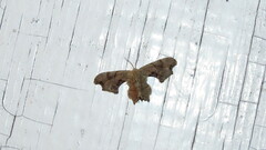 Calledapteryx dryopterata