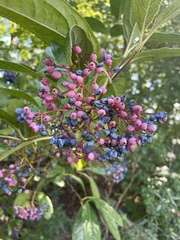 Viburnum nudum